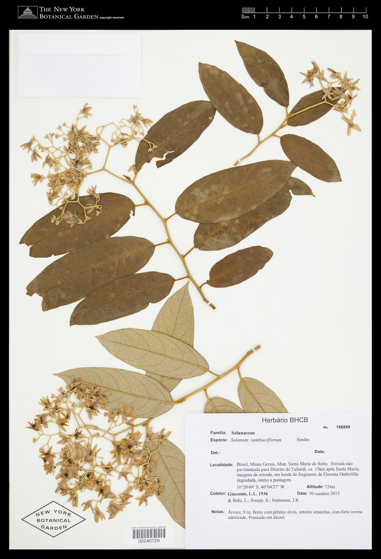 Solanum sambuciflorum — houseplant care guide