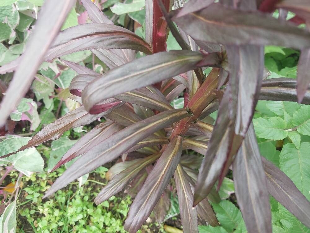 Lobelia fulgens leaf