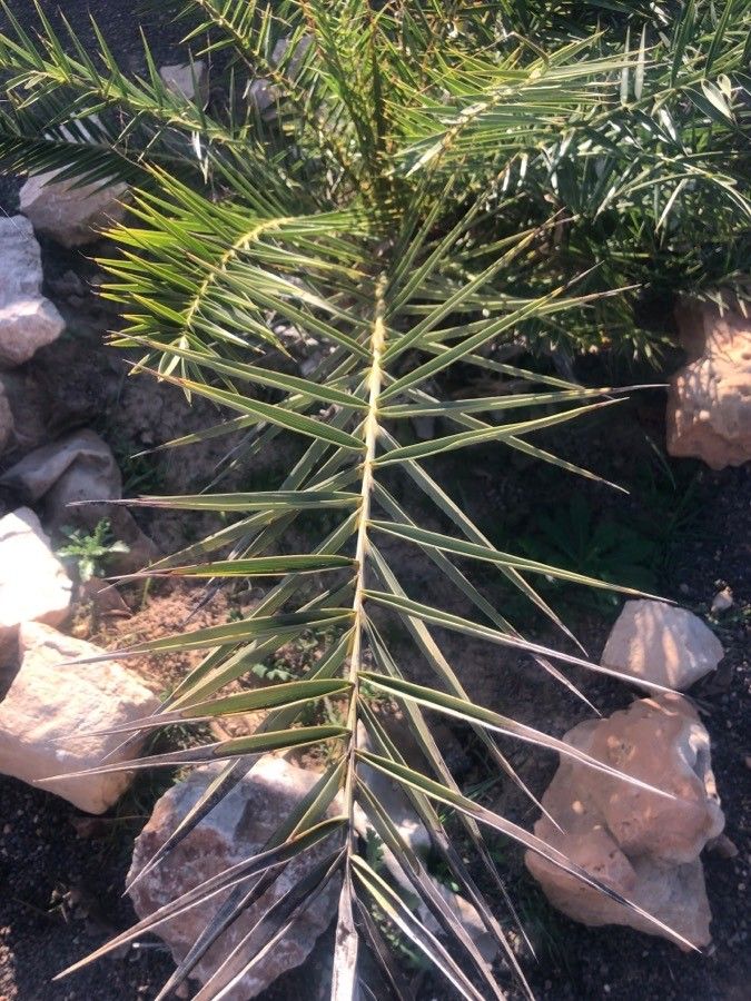 Phoenix theophrasti — search result for 'Greece'