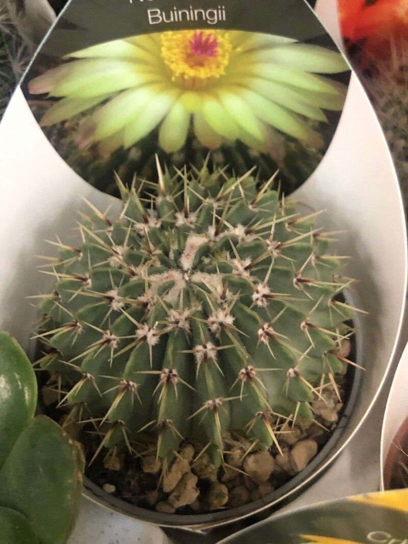 Parodia buiningii — search result for 'Parodia'
