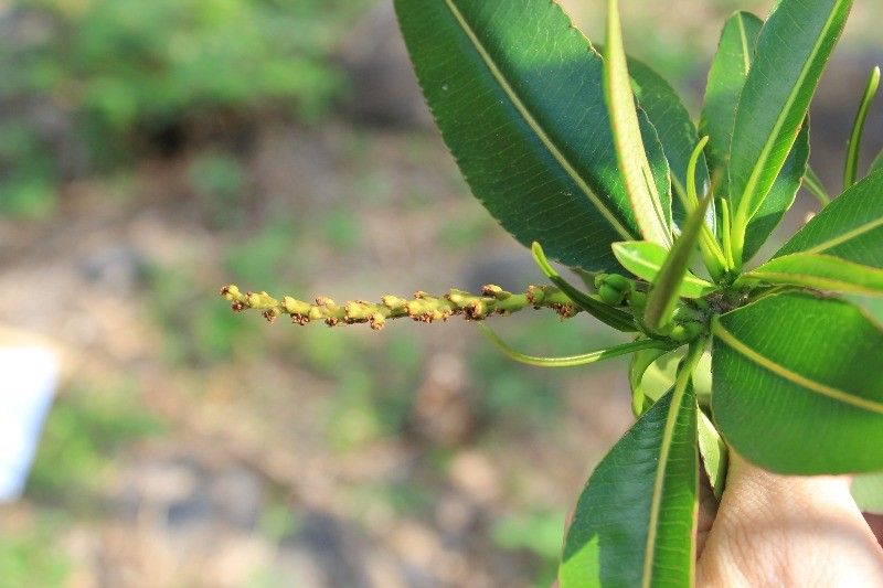 Stillingia lineata fruit