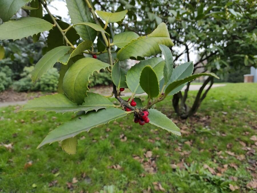 Ilex latifolia fruit