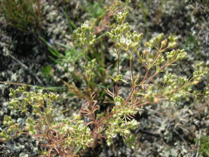 Chamaerhodos erecta — related species from the same genus