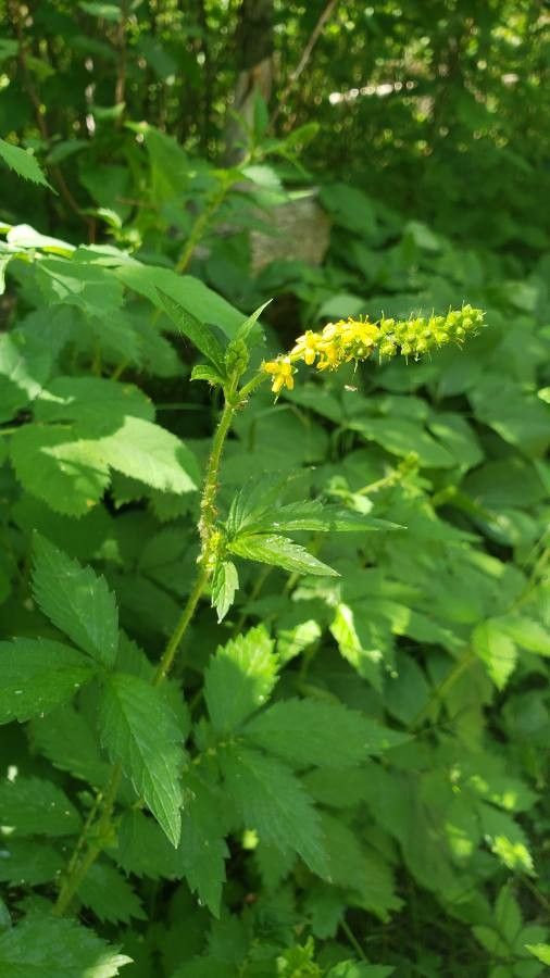 Agrimonia striata flower