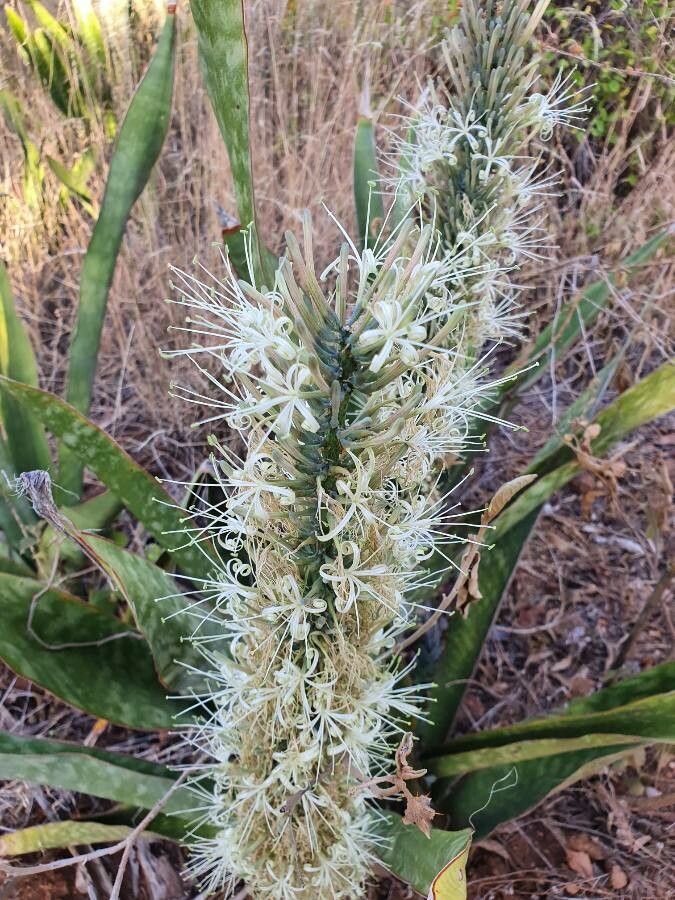 Dracaena dawei flower