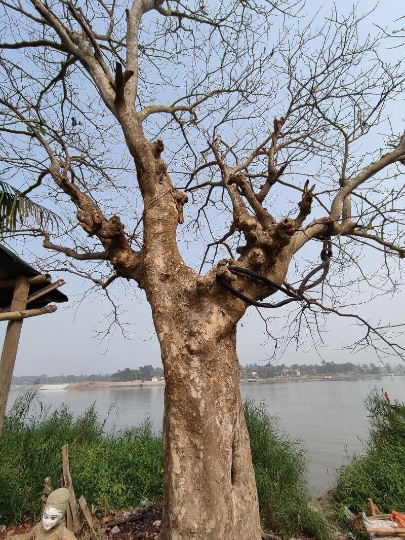 Mallotus polycarpus bark