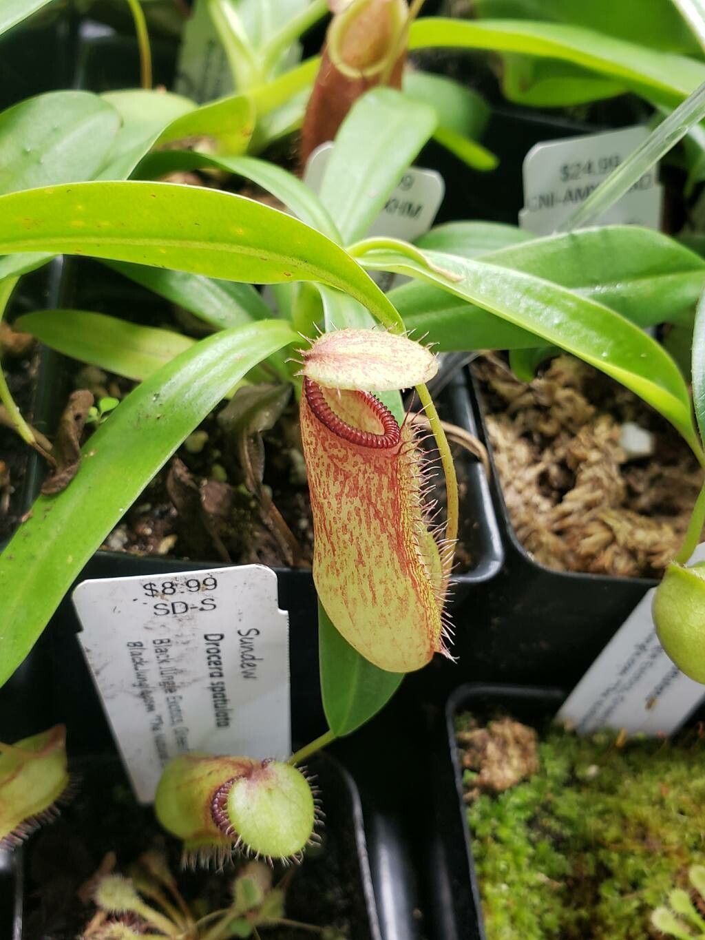 Nepenthes ventricosa — search result for 'Nepenthes'
