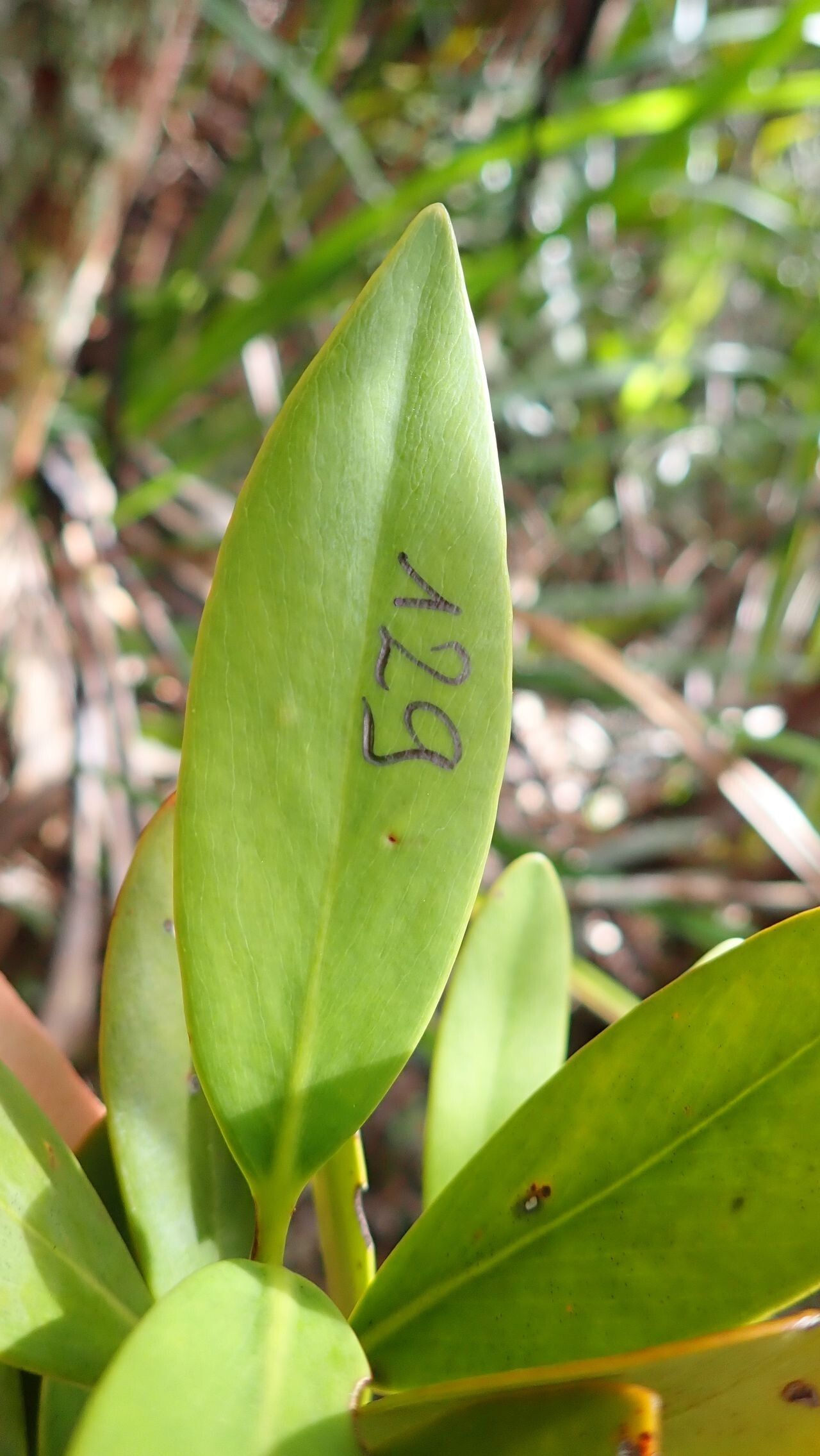 Garcinia hennecartii — houseplant care guide