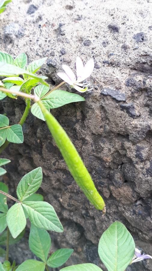 Cleome rutidosperma fruit