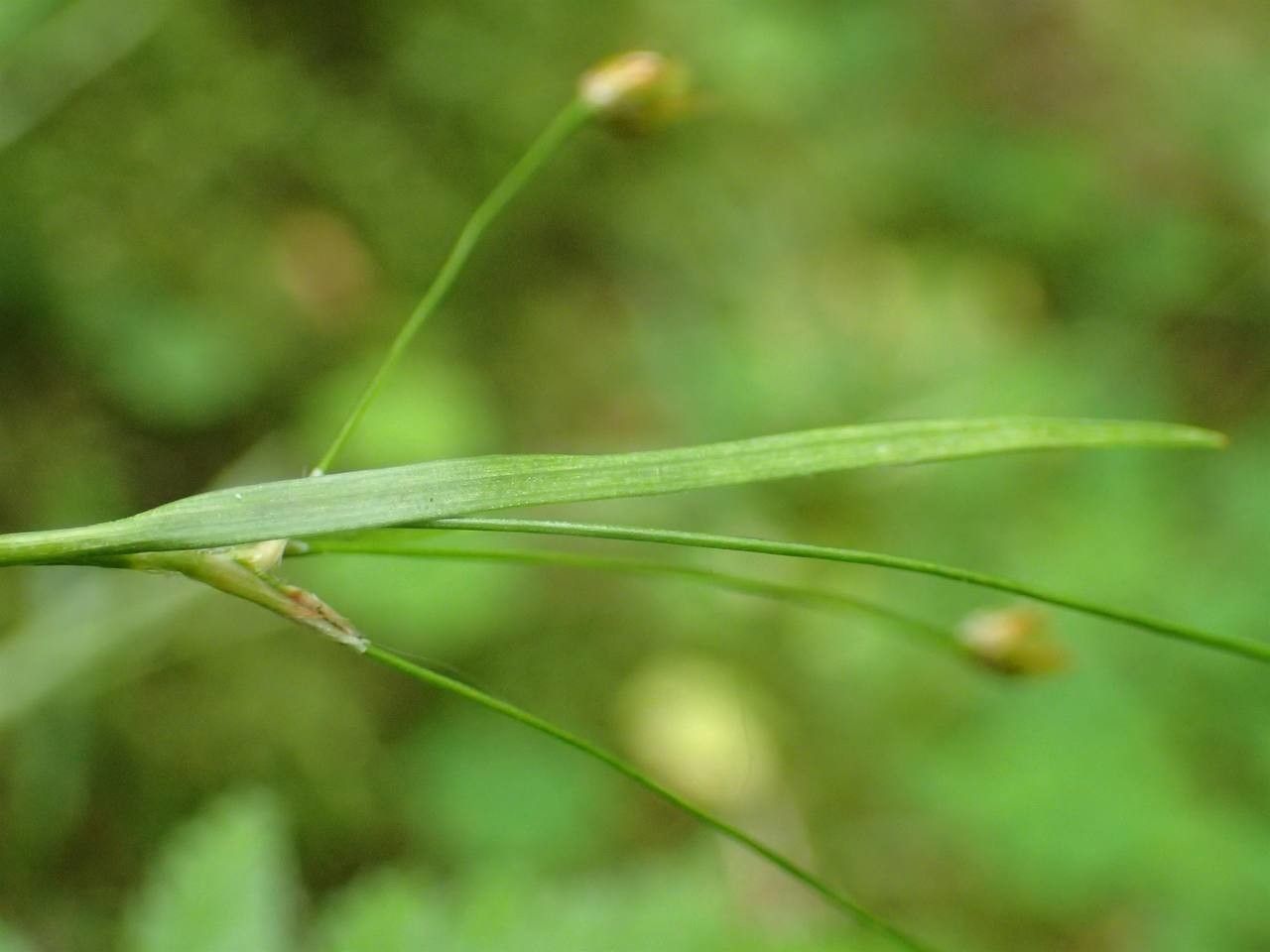Luzula luzulina bark