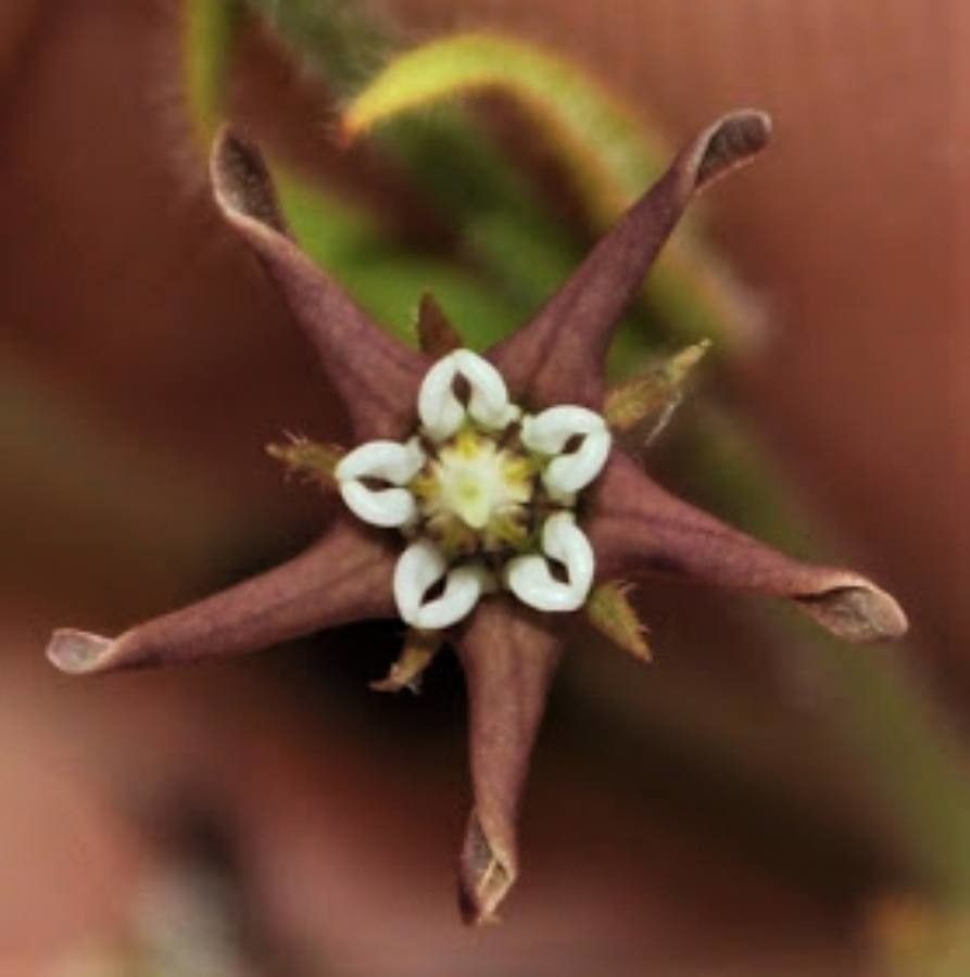 Cynanchum acutum flower