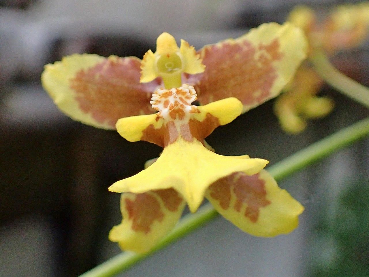 Oncidium leleui — search result for 'Orchid'