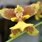 Oncidium leleui