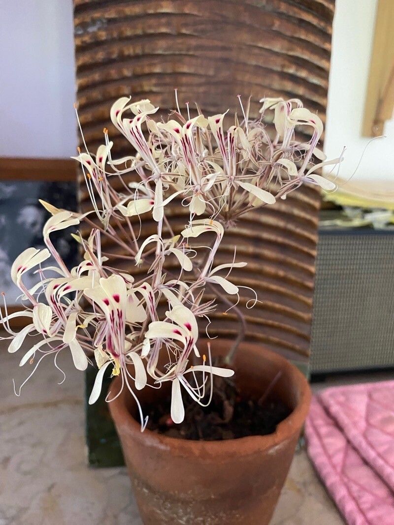 Pelargonium fissifolium flower