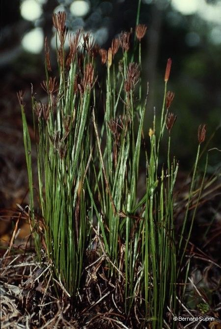 Actinostachys melanesica habit