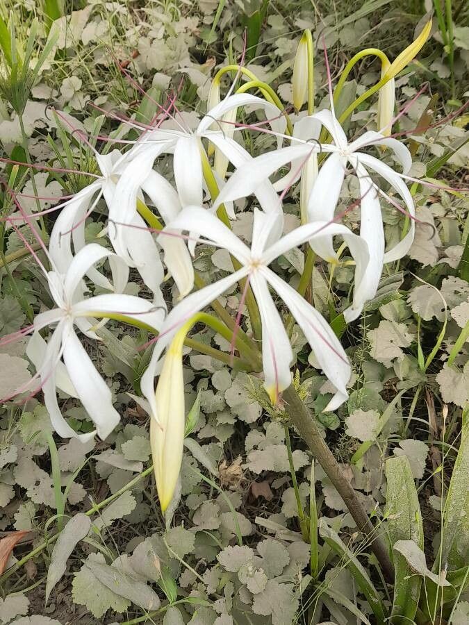 Crinum americanum flower
