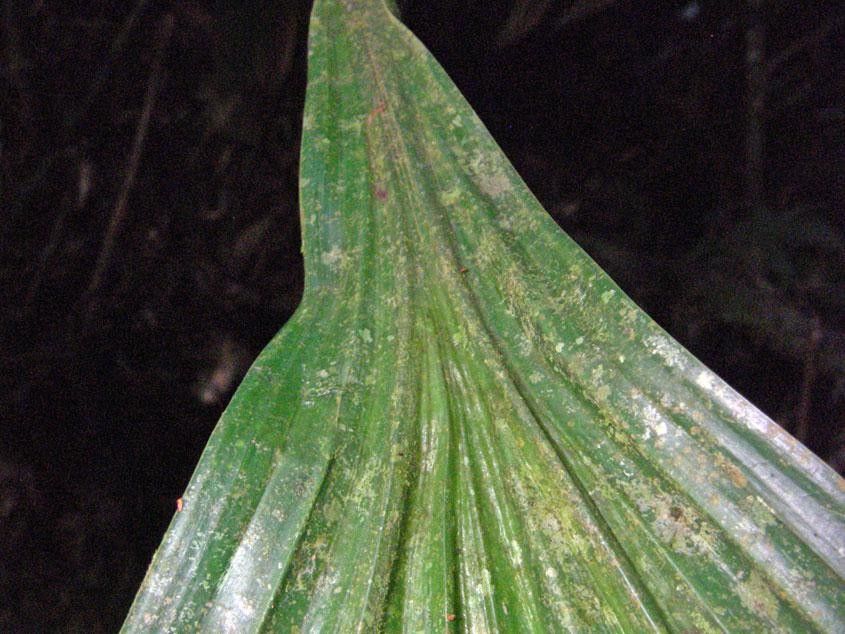 Asplundia longitepala leaf
