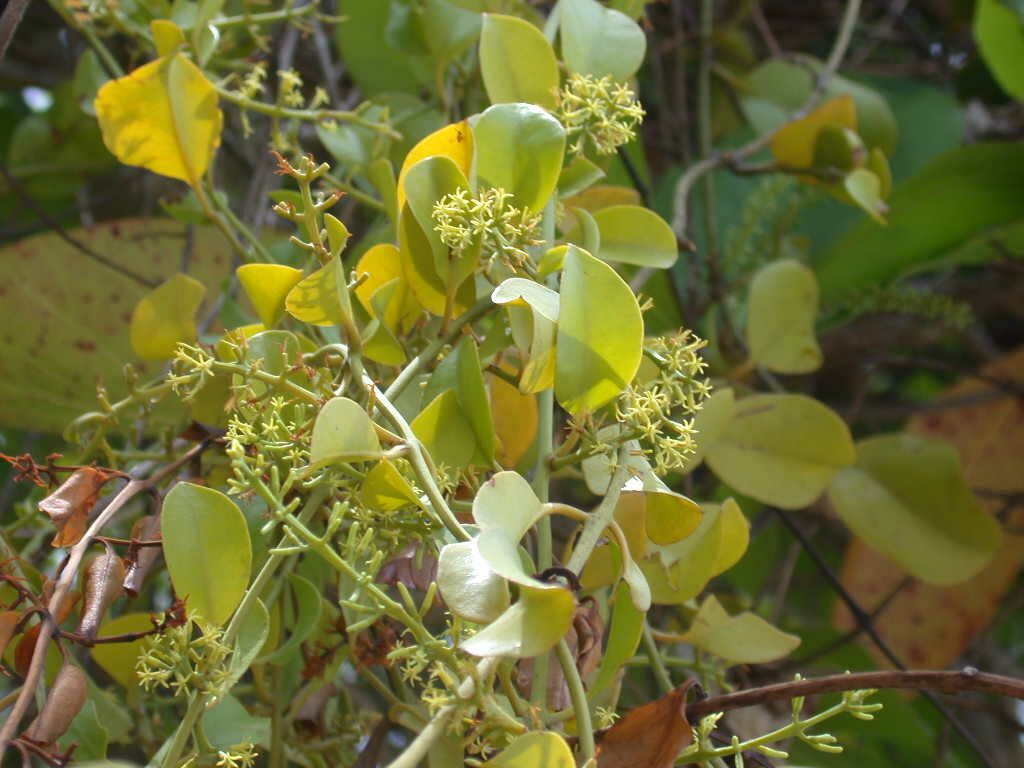 Phoradendron velutinum flower