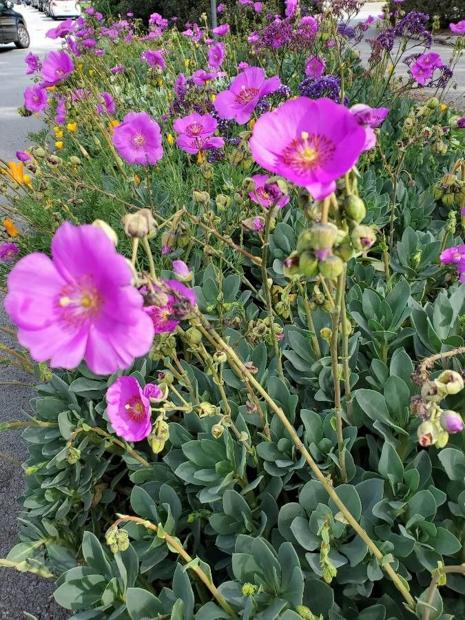 Primula suffrutescens flower