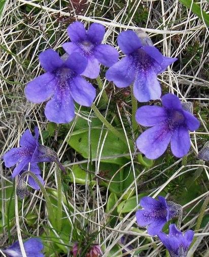 Pinguicula apuana