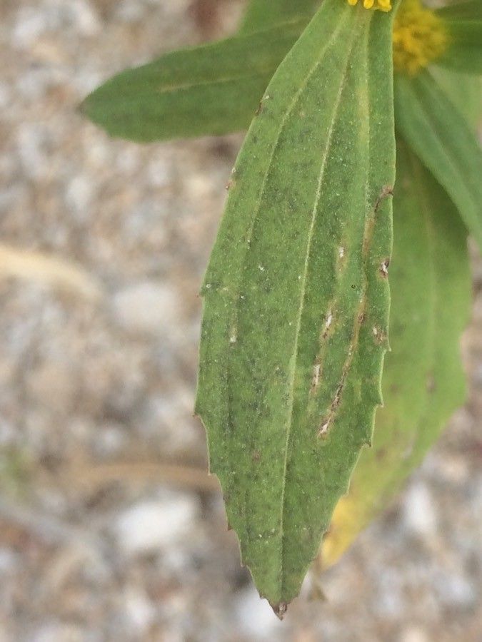 Flaveria bidentis leaf