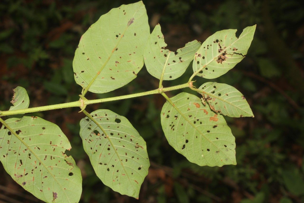 Xylopia sericea — search result for 'Annonaceae'