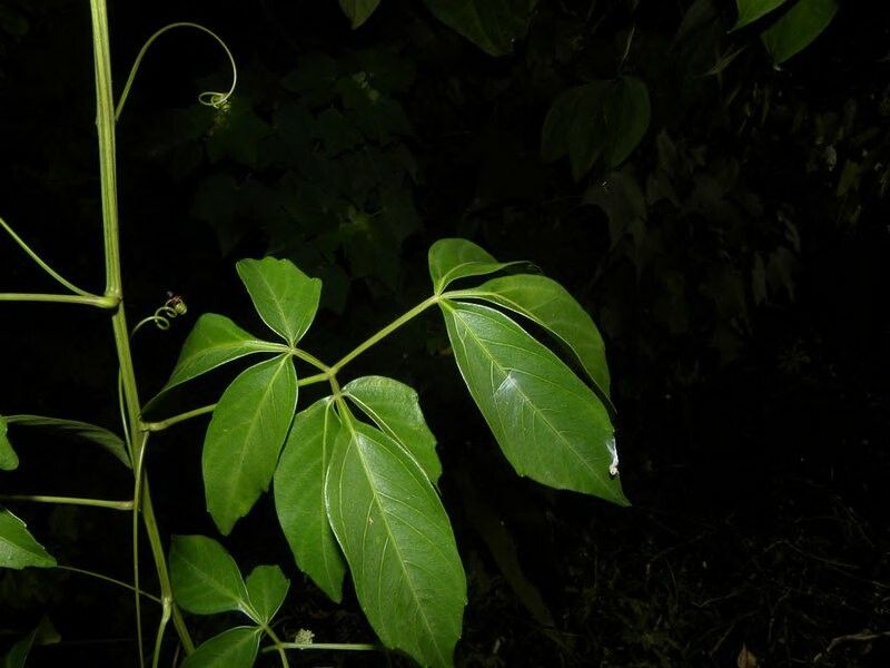 Serjania circumvallata leaf