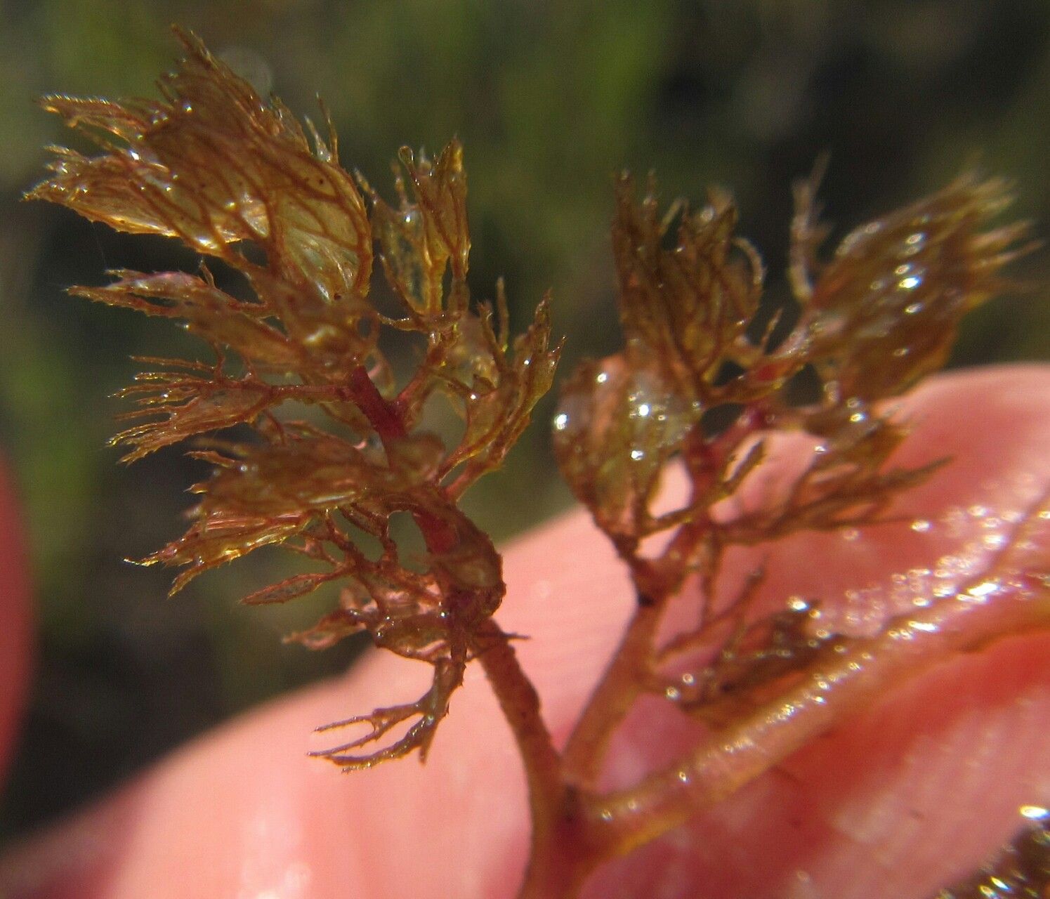 Utricularia benjaminiana — search result for 'Utricularia'