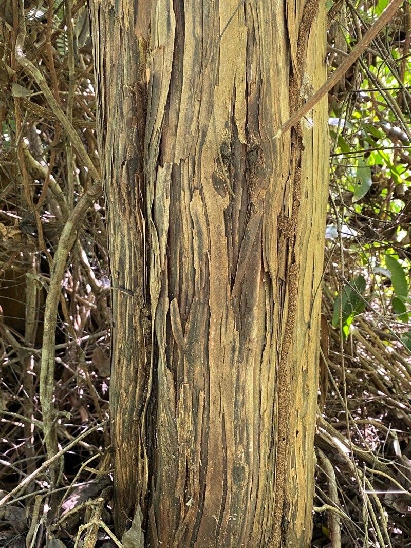 Riodocea pulcherrima bark