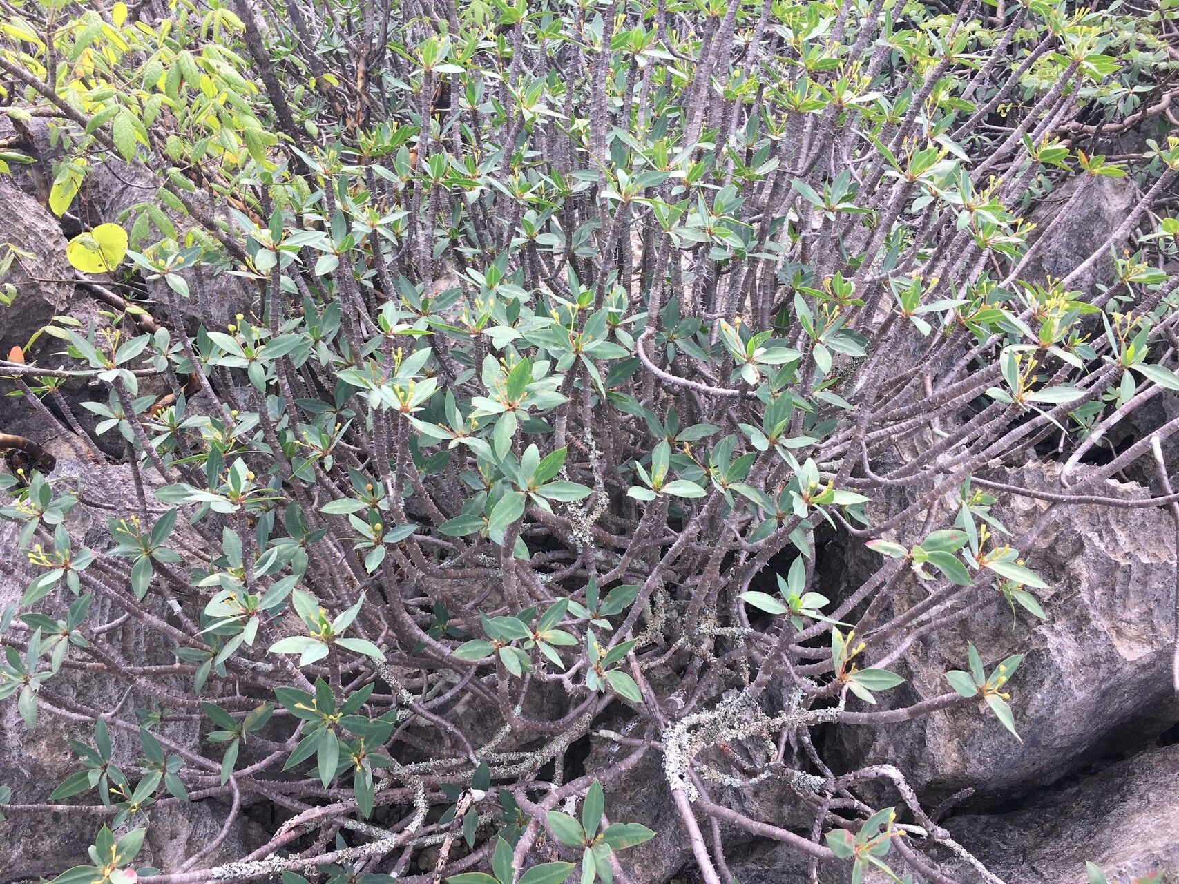 Euphorbia ambarivatoensis habit