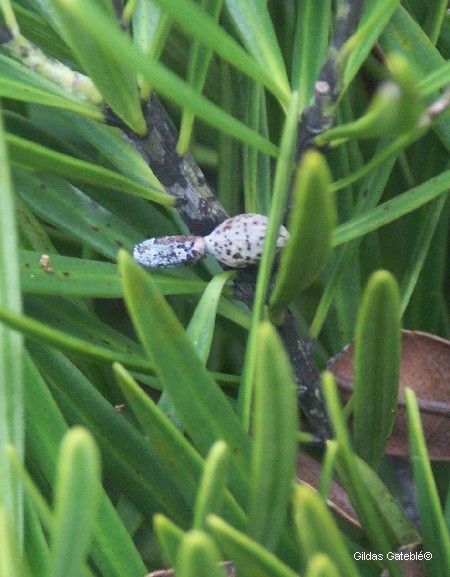 Podocarpus beecherae