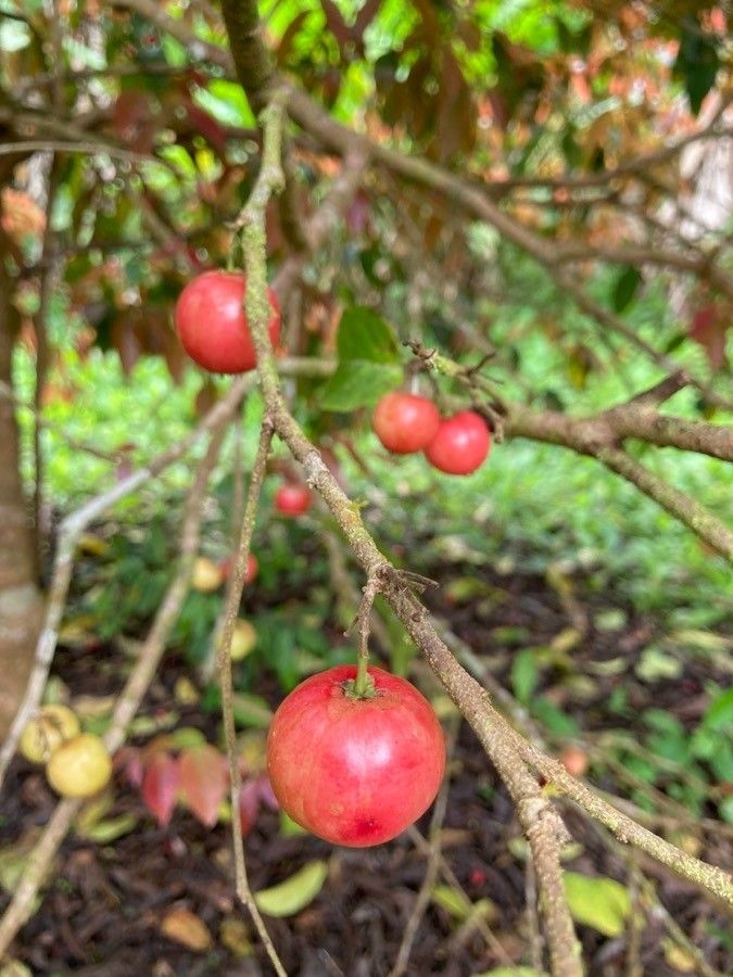 Flacourtia inermis fruit