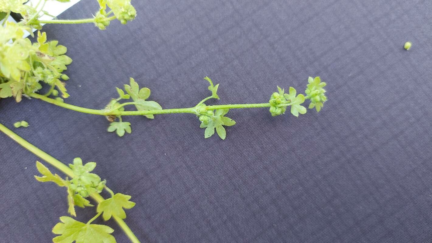 Bowlesia incana fruit