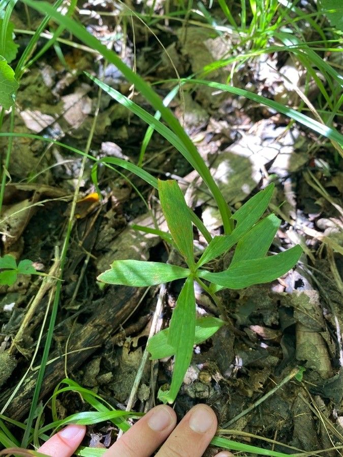 Lilium michiganense — search result for 'Lilium'