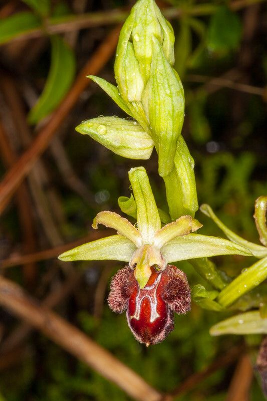 Ophrys exaltata bark