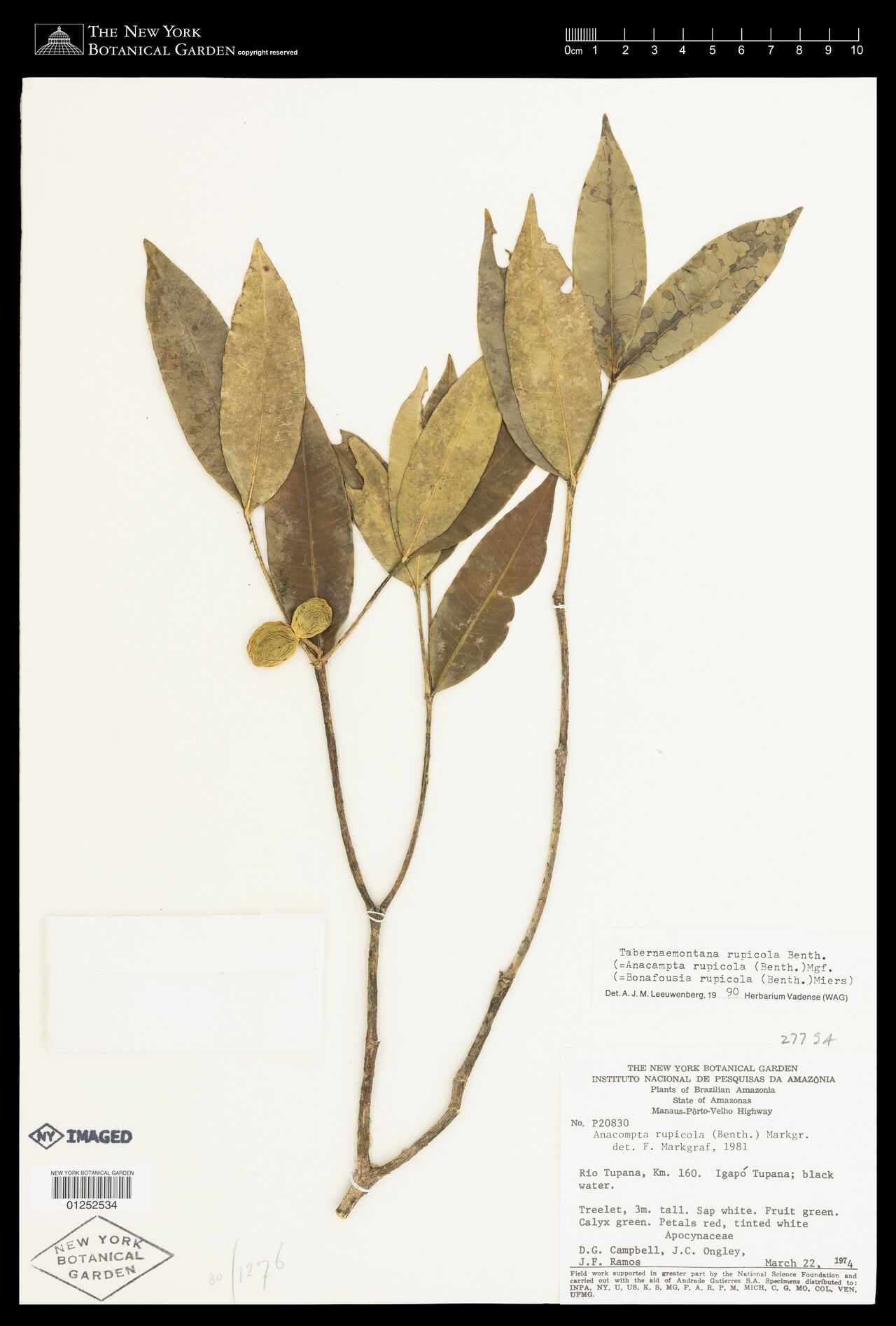 Bonafousia rupicola fruit