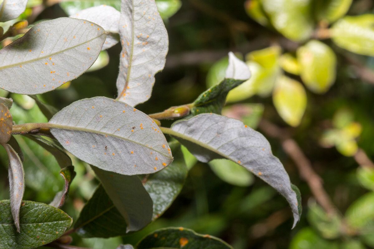 Salix helvetica leaf