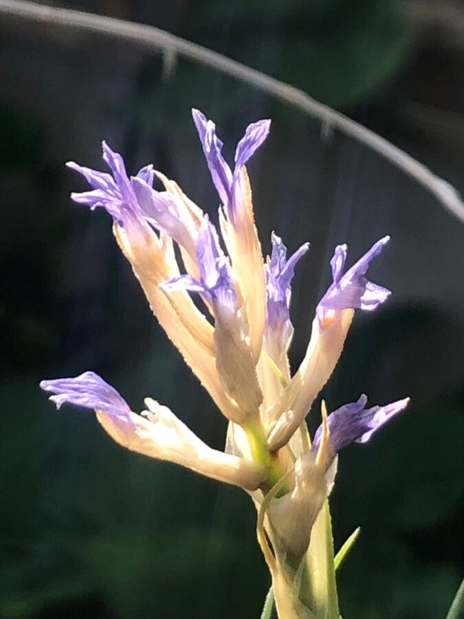 Tillandsia bergeri flower