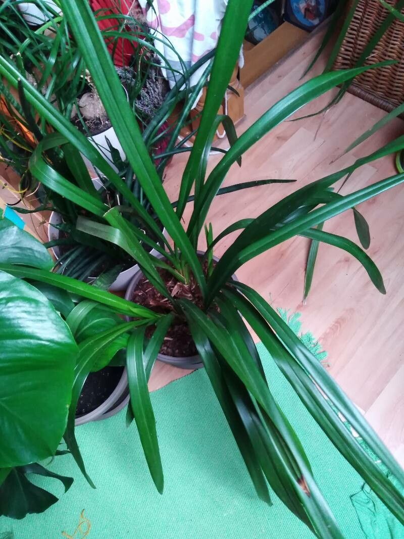 Cymbidium × florinda — search result for 'Cymbidium'