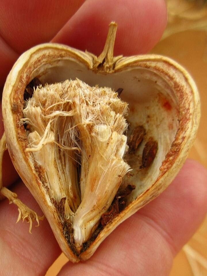 Solenostemma arghel fruit