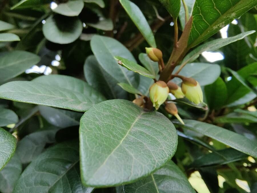 Pouteria lucuma flower
