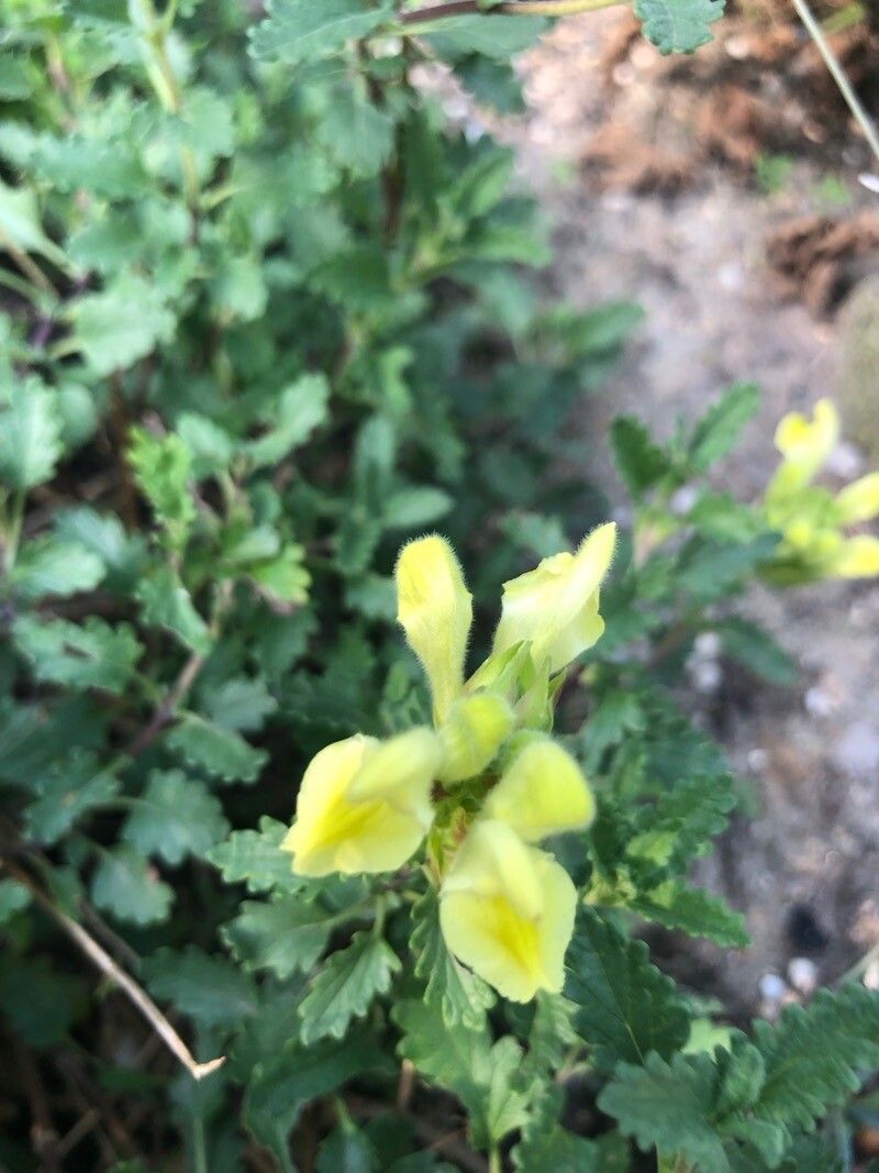 Scutellaria oreophila — houseplant care guide