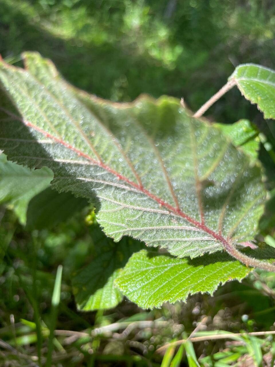 Rubus friesiorum — houseplant care guide