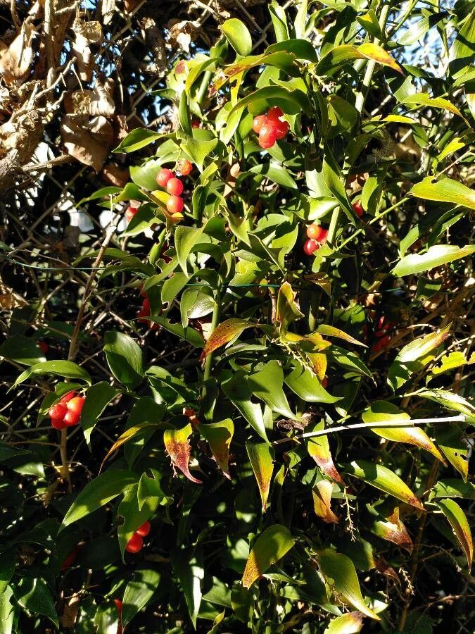 Danae racemosa fruit