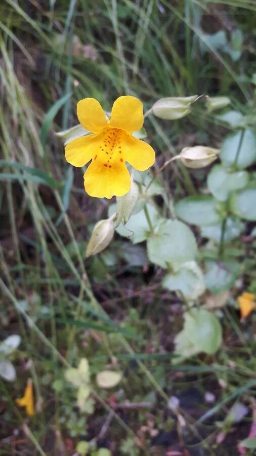 Mimulus Guttatus flower