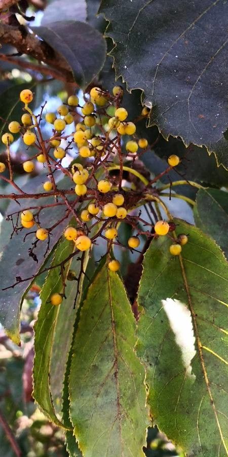 Ehretia acuminata fruit