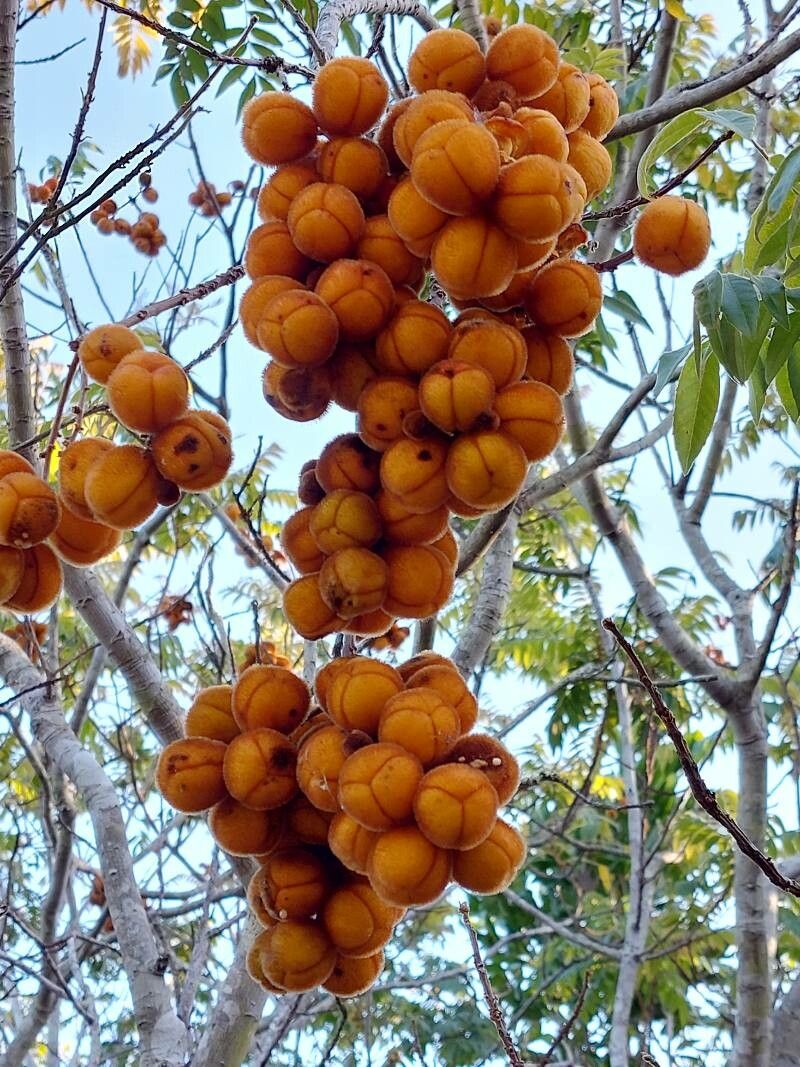 Pistacia mexicana fruit