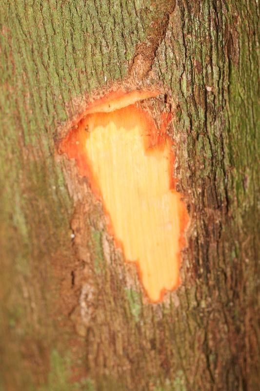 Mouriri nervosa other