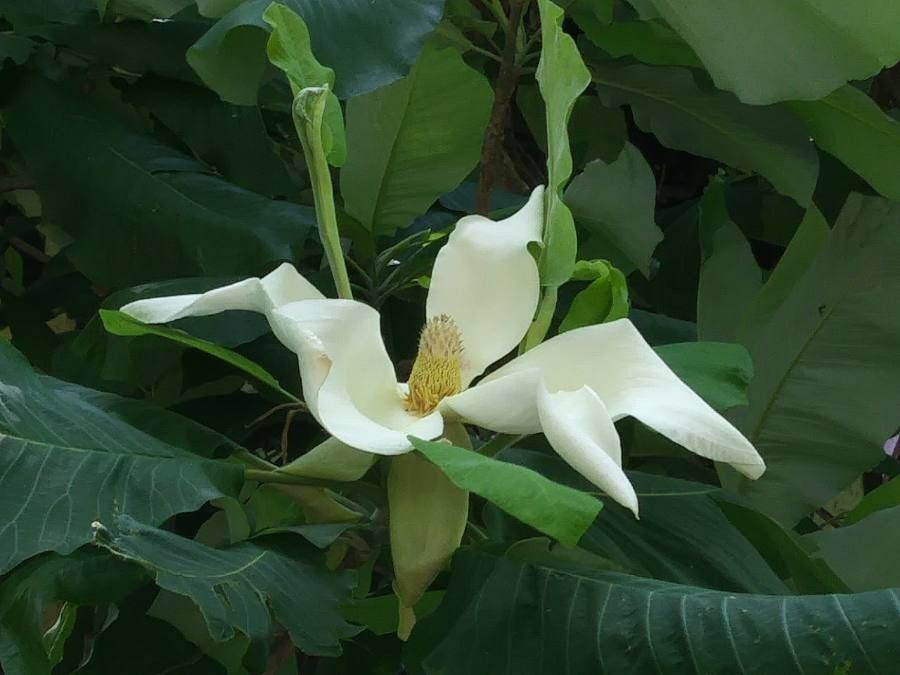 Magnolia macrophylla flower