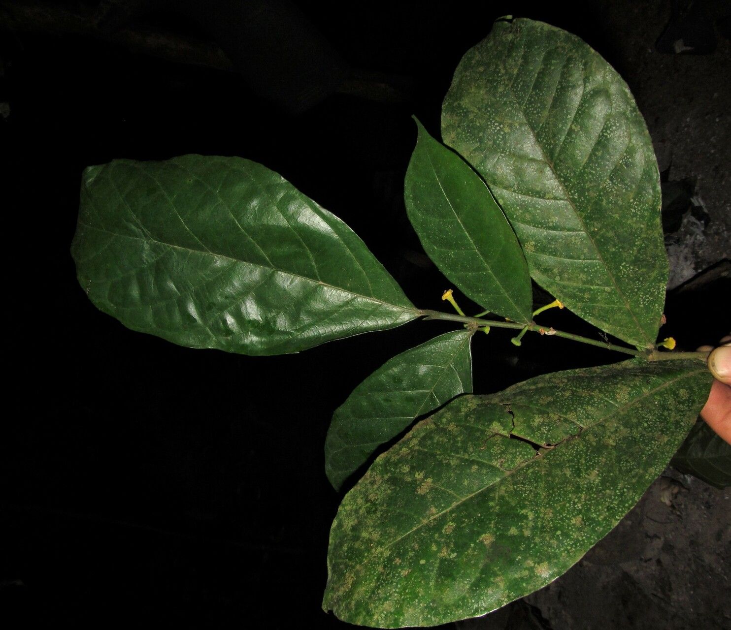 Dorstenia africana — related species from the same genus